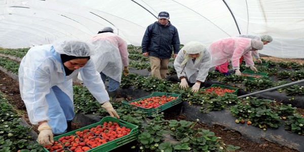 أنابيك: توظيف 9 عمال فلاحيين ذكور وإناث للعمل بضيعات كبرى خارج المغرب بعقد دائم وبدون دبلوم أو مؤهلات